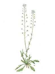 Attēlu rezultāti vaicājumam “Capsella bursa-pastoris”