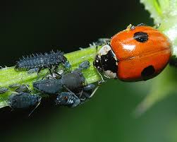 Attēlu rezultāti vaicājumam “Adalia bipunctata”