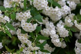Attēlu rezultāti vaicājumam “Spiraea chamaedryfolia flower”