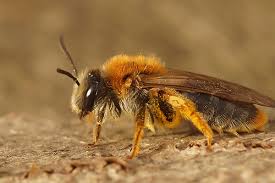 Attēlu rezultāti vaicājumam “Andrena haemorrhoa”