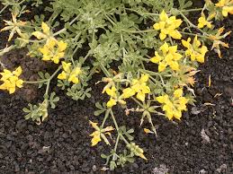 Attēlu rezultāti vaicājumam “Lotus sp. flower”