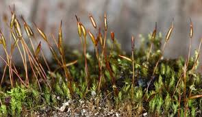 Attēlu rezultāti vaicājumam “Didymodon rigidulus”