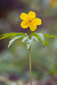 Attēlu rezultāti vaicājumam “Anemone ranunculoides flower”