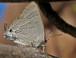 Attēlu rezultāti vaicājumam “Theclinae”