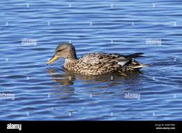 Attēlu rezultāti vaicājumam “Anas strepera female”