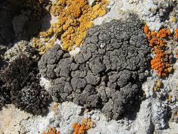 Attēlu rezultāti vaicājumam “Verrucaria hydrela”