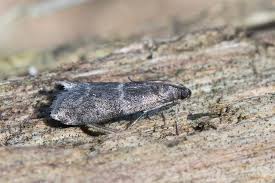 Attēlu rezultāti vaicājumam “Apomyelois bistriatella”