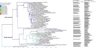 Attēlu rezultāti vaicājumam “Physarum braunianum”