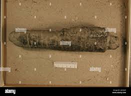 Attēlu rezultāti vaicājumam “Endoceras”