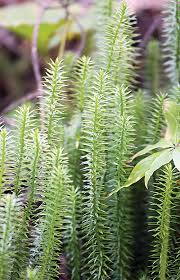 Attēlu rezultāti vaicājumam “Mnium lycopodioides”