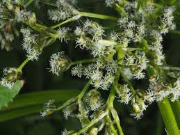 Attēlu rezultāti vaicājumam “Scirpus sylvaticus flower”