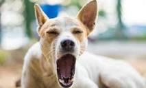 Why dogs and cats yawn when they see us! – Drool by Dr. Chris Brown