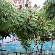 Attēlu rezultāti vaicājumam “Rhus typhina”