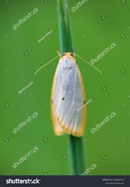 Attēlu rezultāti vaicājumam “Cybosia mesomella”