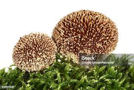 Attēlu rezultāti vaicājumam “Lycoperdon echinatum”