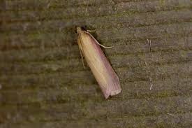 Attēlu rezultāti vaicājumam “Oncocera semirubella”