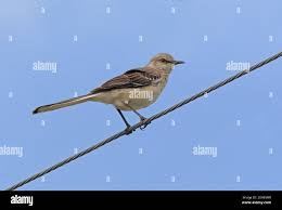 Image result for Mimus polyglottos