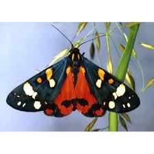 Attēlu rezultāti vaicājumam “Callimorpha dominula larva”