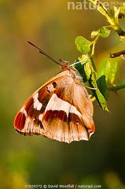Attēlu rezultāti vaicājumam “Apatura iris female”