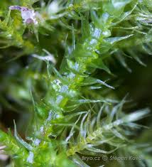 Attēlu rezultāti vaicājumam “Hygroamblystegium varium”