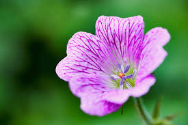 Attēlu rezultāti vaicājumam “Geranium bohemicum”