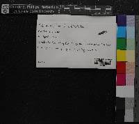 Attēlu rezultāti vaicājumam “Cephalozia lunulifolia”