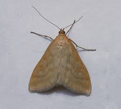 Attēlu rezultāti vaicājumam “Paratalanta hyalinalis”