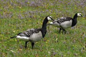 Attēlu rezultāti vaicājumam “Branta leucopsis”