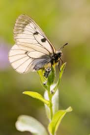 Attēlu rezultāti vaicājumam “Parnassius mnemosyne”