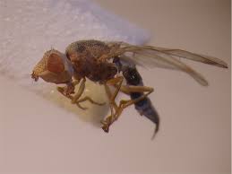 Attēlu rezultāti vaicājumam “Tetanops myopina”