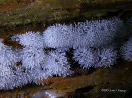 Attēlu rezultāti vaicājumam “Ceratiomyxa fruticulosa plasmodium”