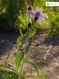 Attēlu rezultāti vaicājumam “Centaurea phrygia bud”