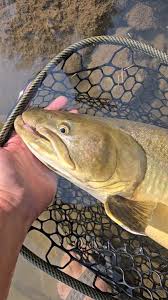 Image result for Salvelinus confluentus