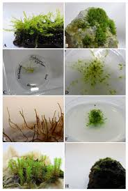 Attēlu rezultāti vaicājumam “Calliergonella cuspidata sporophyte”