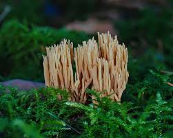 Attēlu rezultāti vaicājumam “Ramaria stricta”