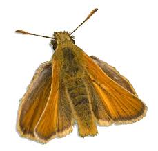 Attēlu rezultāti vaicājumam “Thymelicus sylvestris underside”