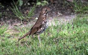 Attēlu rezultāti vaicājumam “Turdus philomelos”