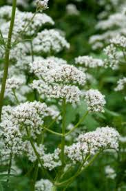 Image result for Baldrian