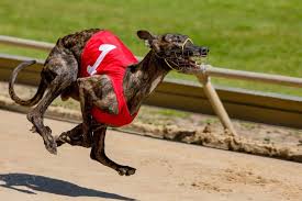 Image result for Reading Greyhound Track