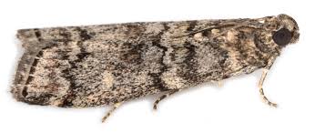 Attēlu rezultāti vaicājumam “Dioryctria abietella”