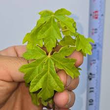 Attēlu rezultāti vaicājumam “Acer campestre leaf”