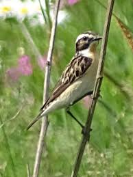 Attēlu rezultāti vaicājumam “Saxicola rubetra adult”