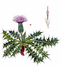Attēlu rezultāti vaicājumam “Cirsium acaule”