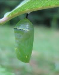 Attēlu rezultāti vaicājumam “Nymphalis xanthomelas pupa”