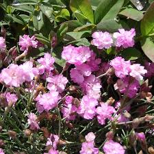 Image result for Dianthus gratianopolitanus