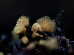 Attēlu rezultāti vaicājumam “Stemonitis virginiensis spores”