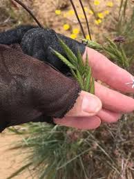 Attēlu rezultāti vaicājumam “Bromus hordeaceus subsp. hordaceus fruit”