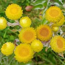 Image result for Helichrysum foetidum