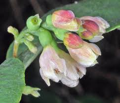 Attēlu rezultāti vaicājumam “Symphoricarpos albus flower”