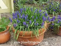 Attēlu rezultāti vaicājumam “Muscari armeniacum flower”
